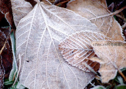霜覆落叶，冬日静谧之美