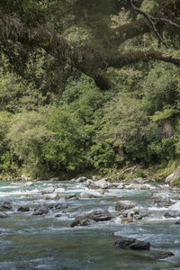 古木横跨涧，激流穿石间