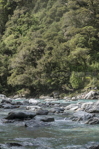 密林环抱清溪流，石滩点缀如画境