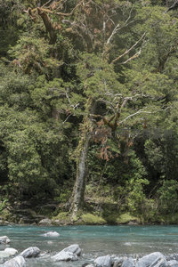 古木临溪生苔藓，碧波荡漾映苍翠