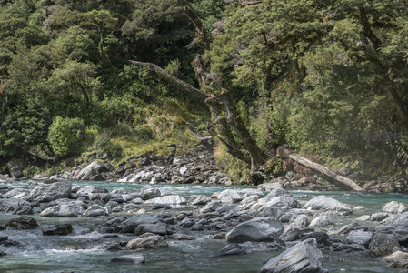 河岸巨树斜伸，溪水绕石潺潺流淌