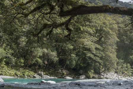 苍劲树枝横跨溪流，绿荫深处藏秘境