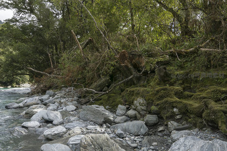 河岸苔藓覆盖的斜坡与倒伏枯木