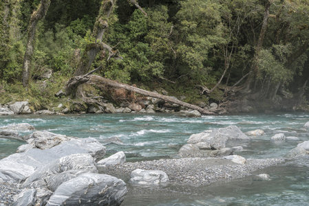 倒木横跨清溪上，森林秘境展野性之美