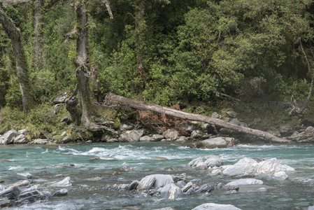 碧水穿林过，古木卧石间