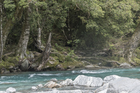 林涧清流绕，根盘石上生