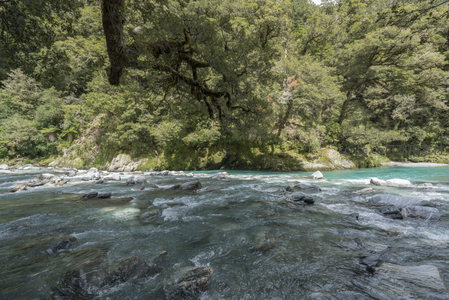 碧水湍流绕古树，林间溪谷静谧如画