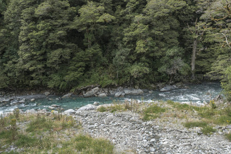 森林边缘溪水潺潺，碎石滩旁绿意盎然