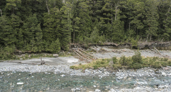 溪谷浅滩处枯木横卧，林影婆娑