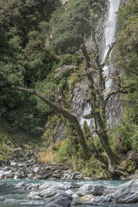 瀑布从峭壁倾泻而下，古树横斜于溪流之上