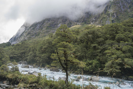 云雾锁峰间，孤树临湍流，山林静谧幽深