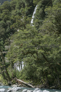 密林深处藏飞瀑，绿荫掩映水声喧