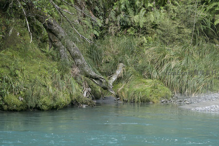 倒木横卧溪畔，绿草茵茵水清浅