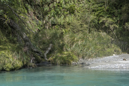 清澈溪流穿林而过，绿意盎然自然画卷