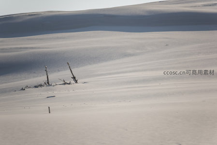 雪丘之上残木孤影