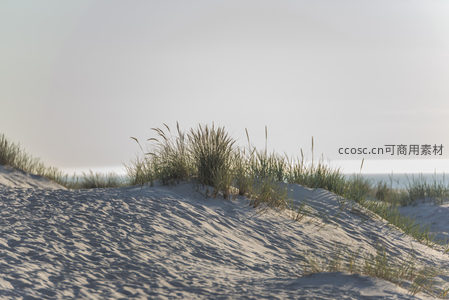 沙丘上的草丛在微风中轻轻摇曳
