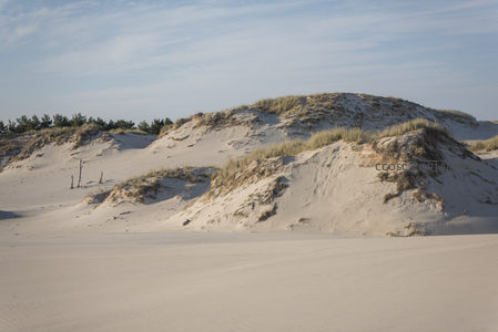 连绵沙丘与远处松林构成壮阔画卷