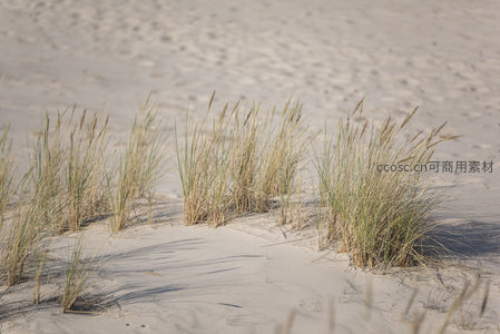 细沙中顽强生长的沙生草丛