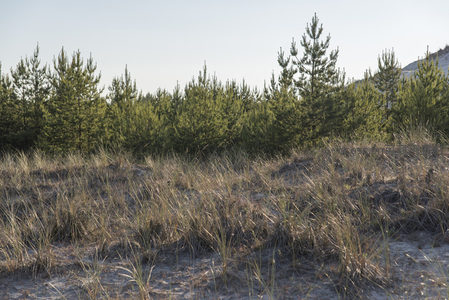 松林与沙丘交界的自然边界