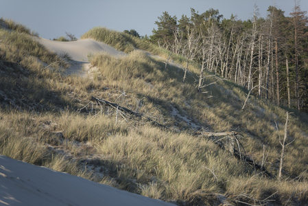 斜坡沙丘上的枯木与绿草共生