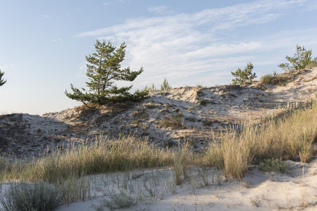 沙丘上的孤松与蓝天白云