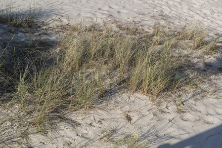 沙丘草丛在阳光下摇曳