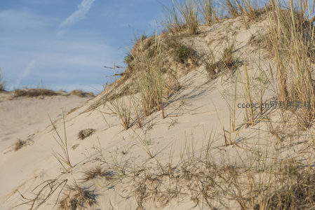 斜坡沙丘上的野草特写