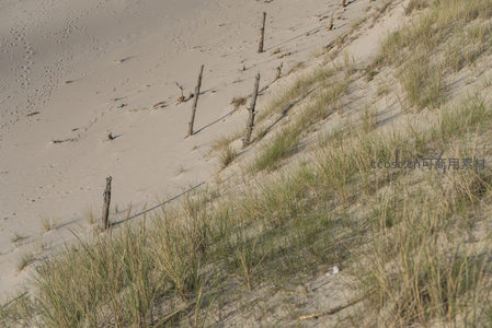 沙丘草坡上的枯木与足迹