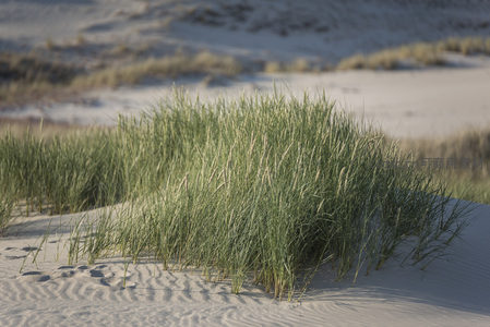 沙丘上摇曳的茂盛草丛