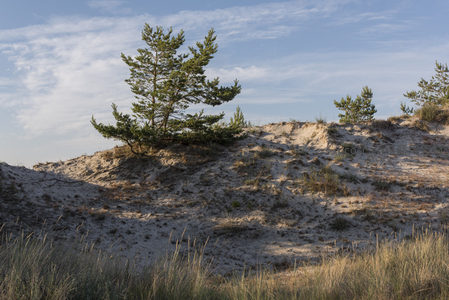 孤松挺立沙丘之上，迎风傲然，展现生命坚韧。