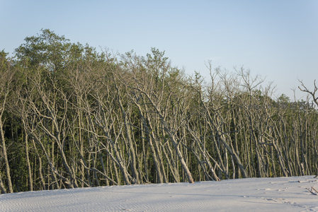 雪地林缘，枯枝交错，冬日静谧森林边缘风景。