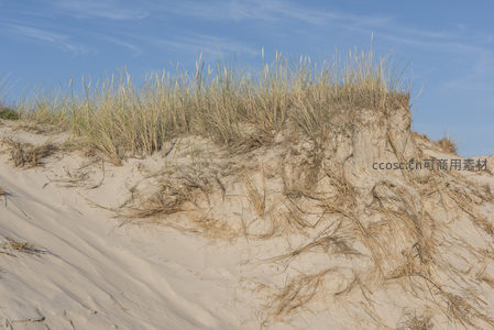 沙丘草丛随风摇曳，根系裸露，展现生态韧性。