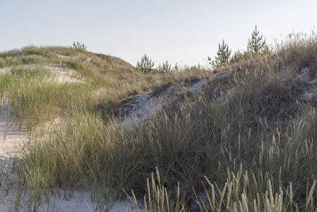 沙丘草甸，绿意盎然的自然画卷