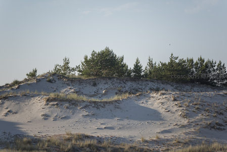 沙丘之巅，松林守望苍穹