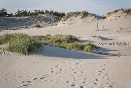 足迹蜿蜒，沙海中的生命印记