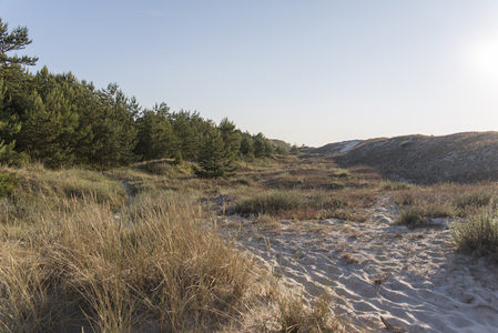 沙丘与松林交织的宁静海岸风光