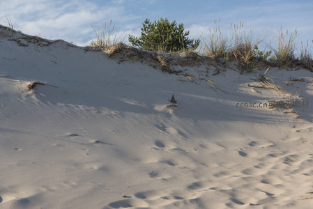沙坡斜影，松树挺立风中