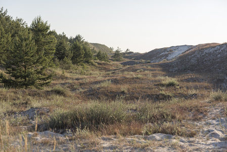 林间沙地，松树成排映夕阳