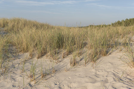 沙丘草丛，随风轻摇如浪