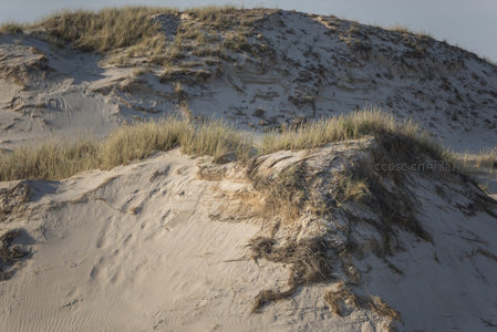 沙丘草甸，风与生命的顽强共舞