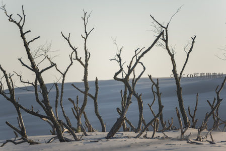 枯枝傲立雪原，萧瑟中的生命剪影