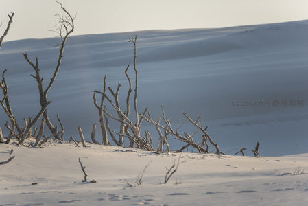 雪中残枝，静谧世界的孤寂诗篇