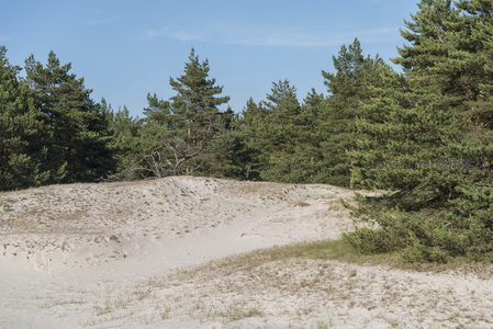 松林环抱沙丘，绿意与白沙的和谐交响