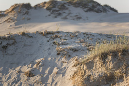 沙丘上的草丛在夕阳下显得格外宁静