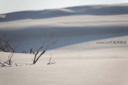 孤枝立于白沙之上，背景沙丘朦胧如画