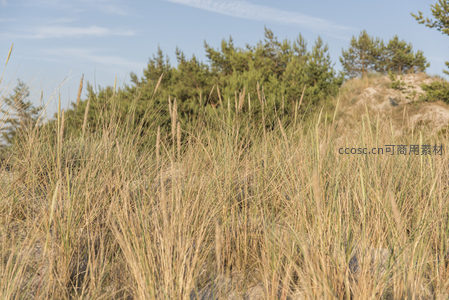 金黄芦苇随风轻舞沙丘间