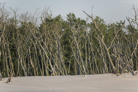 枯枝林立沙岸景