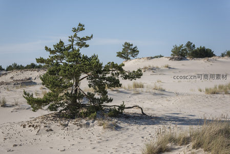 沙丘上的孤松，坚韧挺立于风沙之间