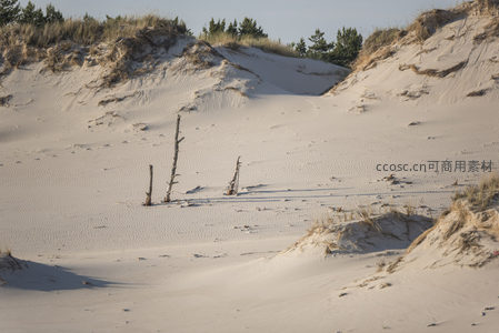 沙海枯木，静默诉说时光流逝的故事