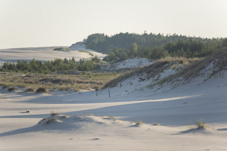 沙丘与松林交织的宁静海岸风光